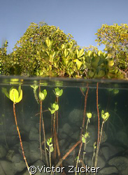 mangroves 2  by Victor Zucker 